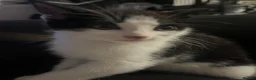 Mixed Breed cats for sale: Tuxedo kittens  - Advert 9