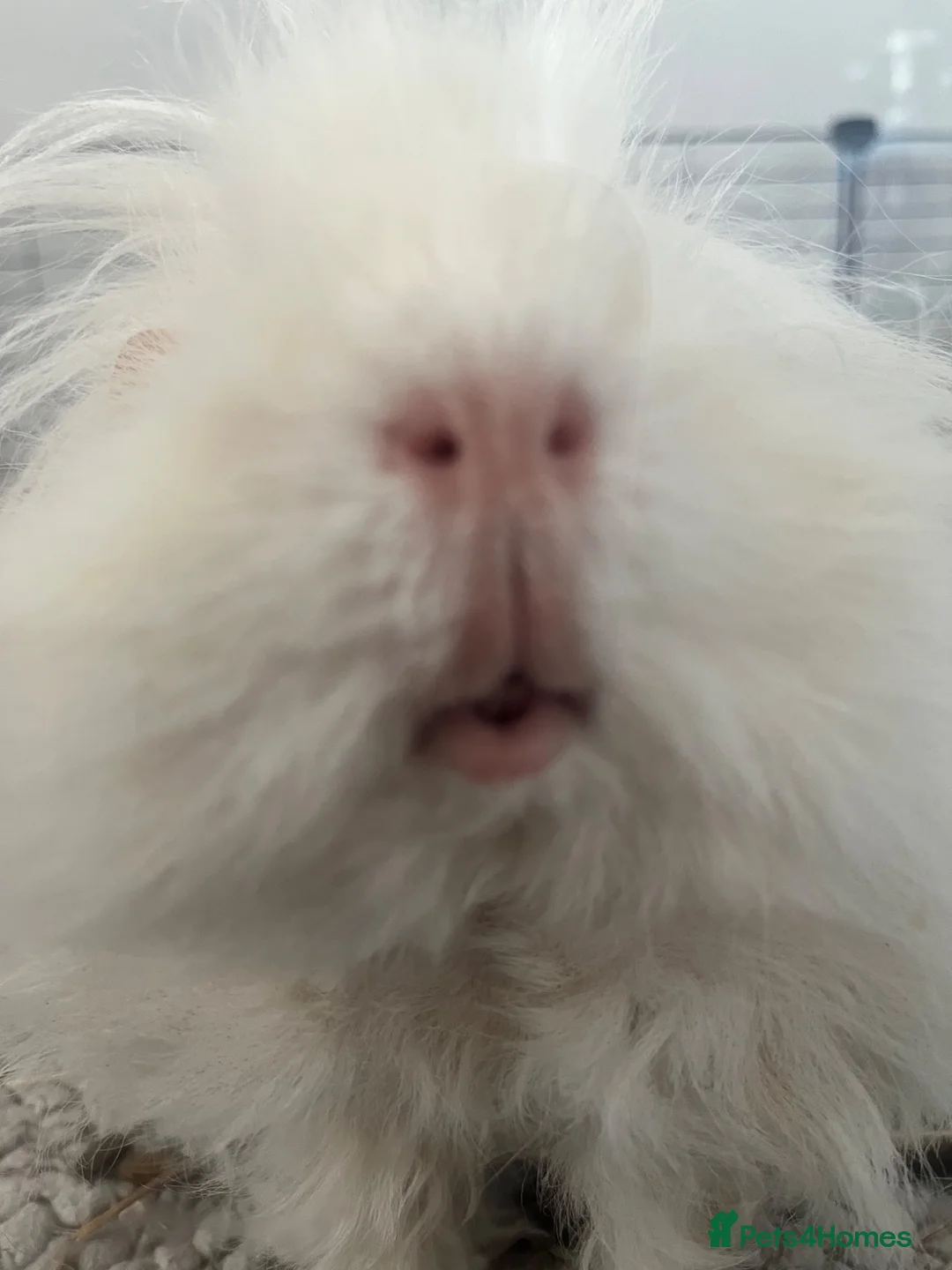 Guinea Pig rodents for sale: Lunk guinea pig for rehoming  in Halstead - Advert 2