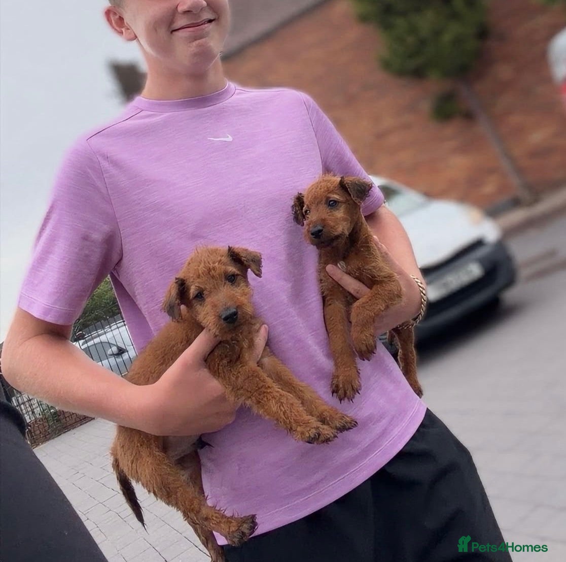 Irish Terrier dogs Amazing Irish terrier puppies - Advert 1
