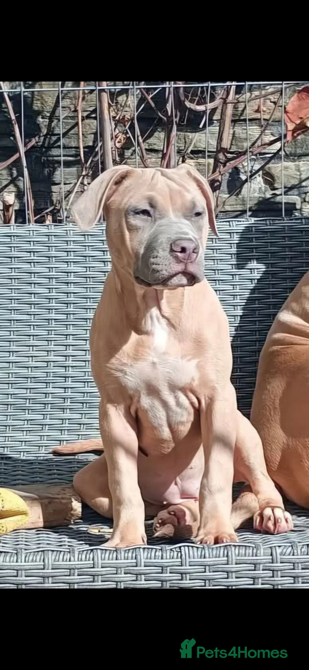 Mixed Breed dogs for sale: 1 year 4 month old female for rehoming  - Advert 1
