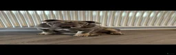 English Bulldog dogs for stud: Frank 🔥 lilac tri English bulldog for stud  - Advert 2