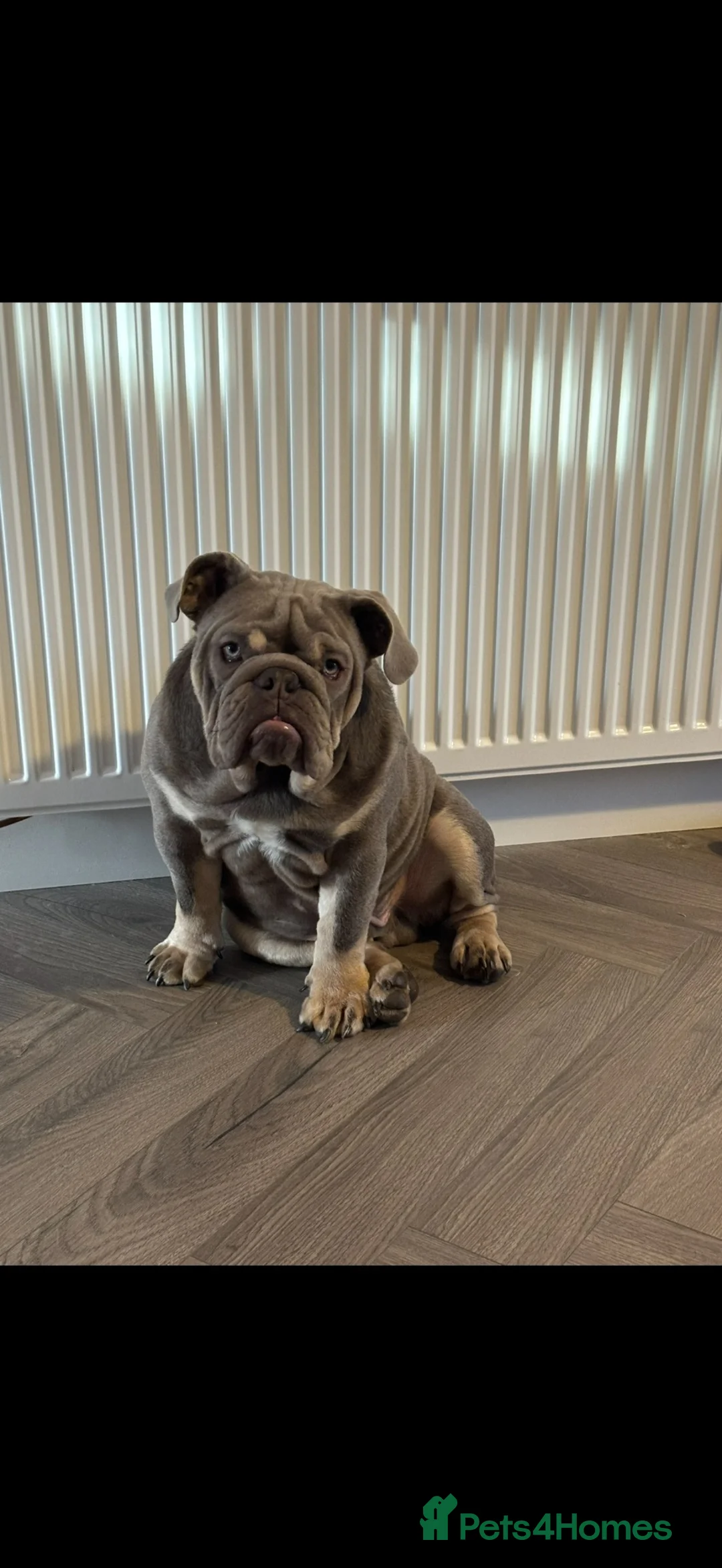 English Bulldog dogs for stud: Frank 🔥 lilac tri English bulldog for stud  - Advert 2