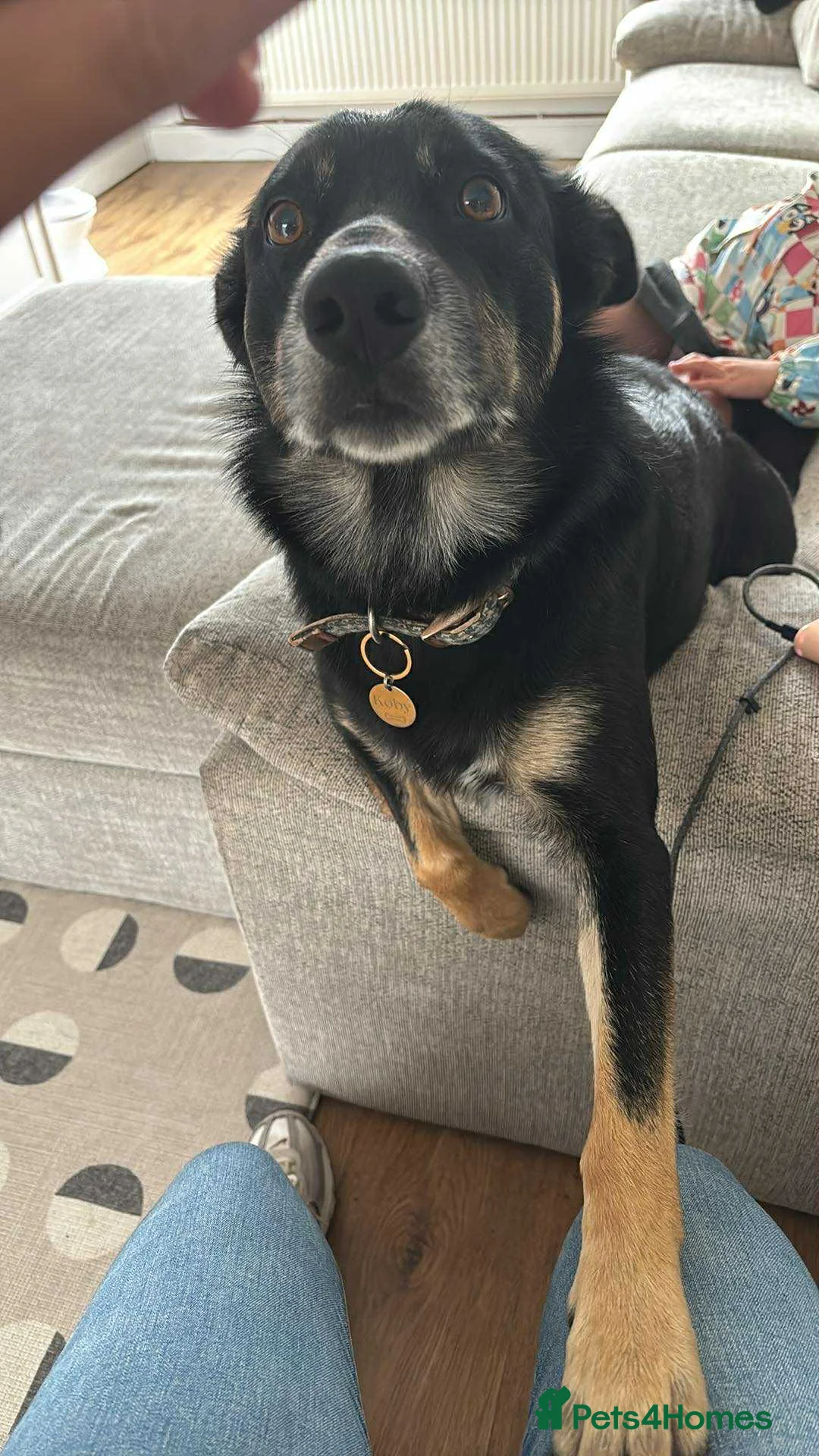 Border Collie dogs for sale: Border collie for rehoming - Advert 3