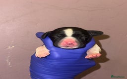 English Springer Spaniel dogs for sale: English springer spaniel.Ready to leave 21/11/25 - Image 13