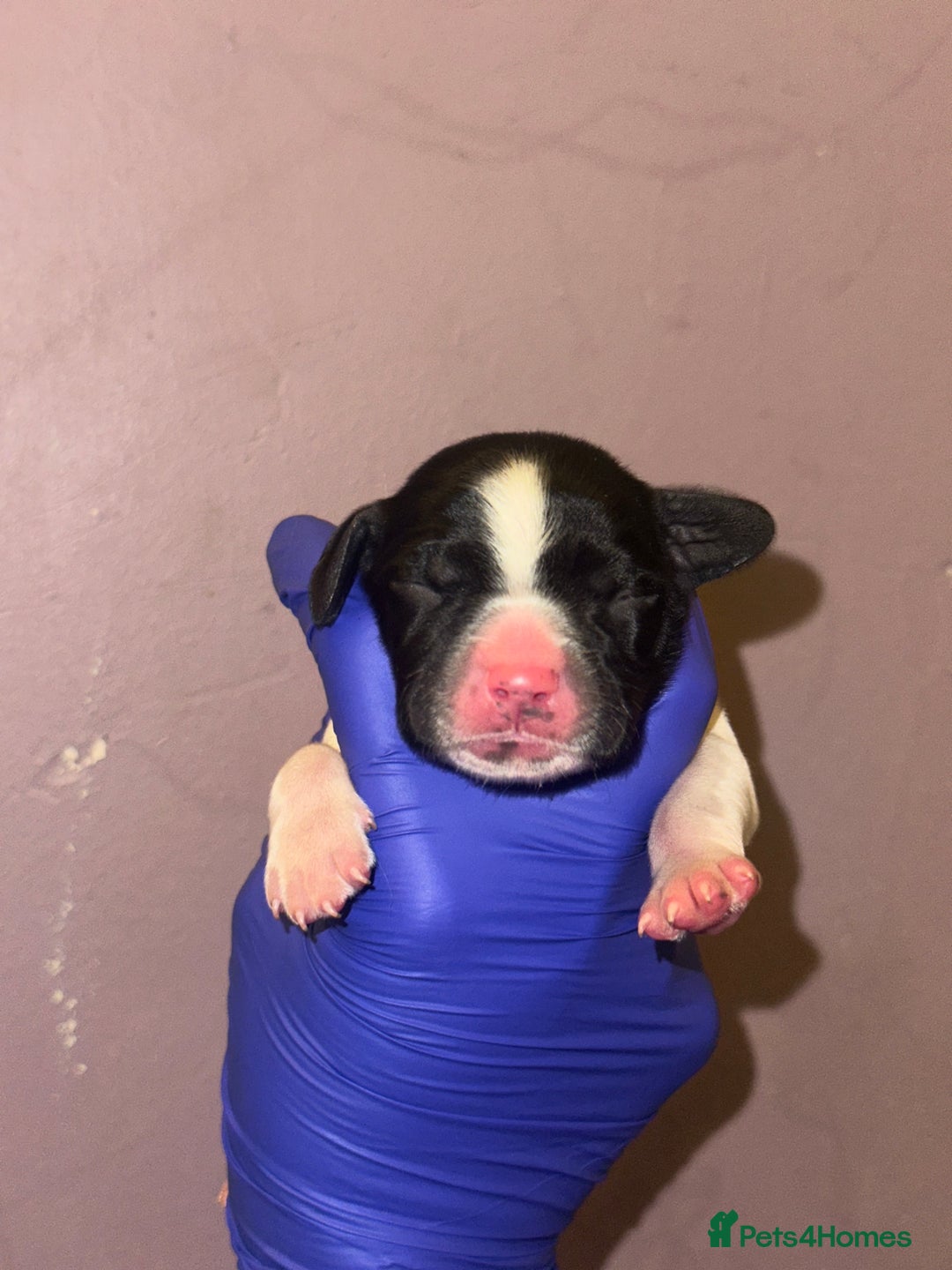 English Springer Spaniel dogs for sale: English springer spaniel.Ready to leave 21/11/25 - Image 13