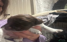 Sprocker dogs for sale: Beautiful sprockers  - Image 28