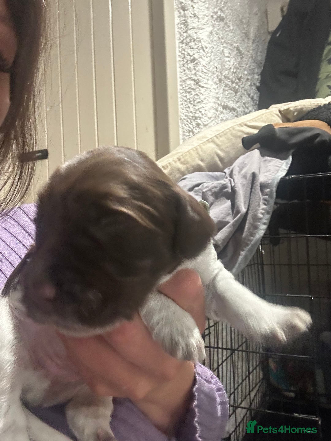 Sprocker dogs for sale: Beautiful sprockers  - Image 28