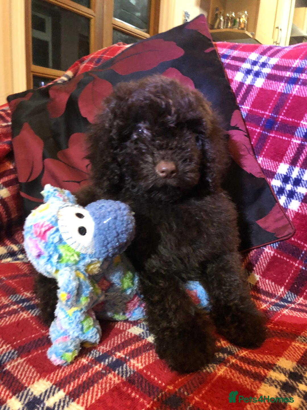 Cockapoo dogs for sale: Cockapoo puppies for sale  - Advert 20