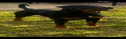 Rottweiler dogs for stud: Rottweiler stud  - Advert 6
