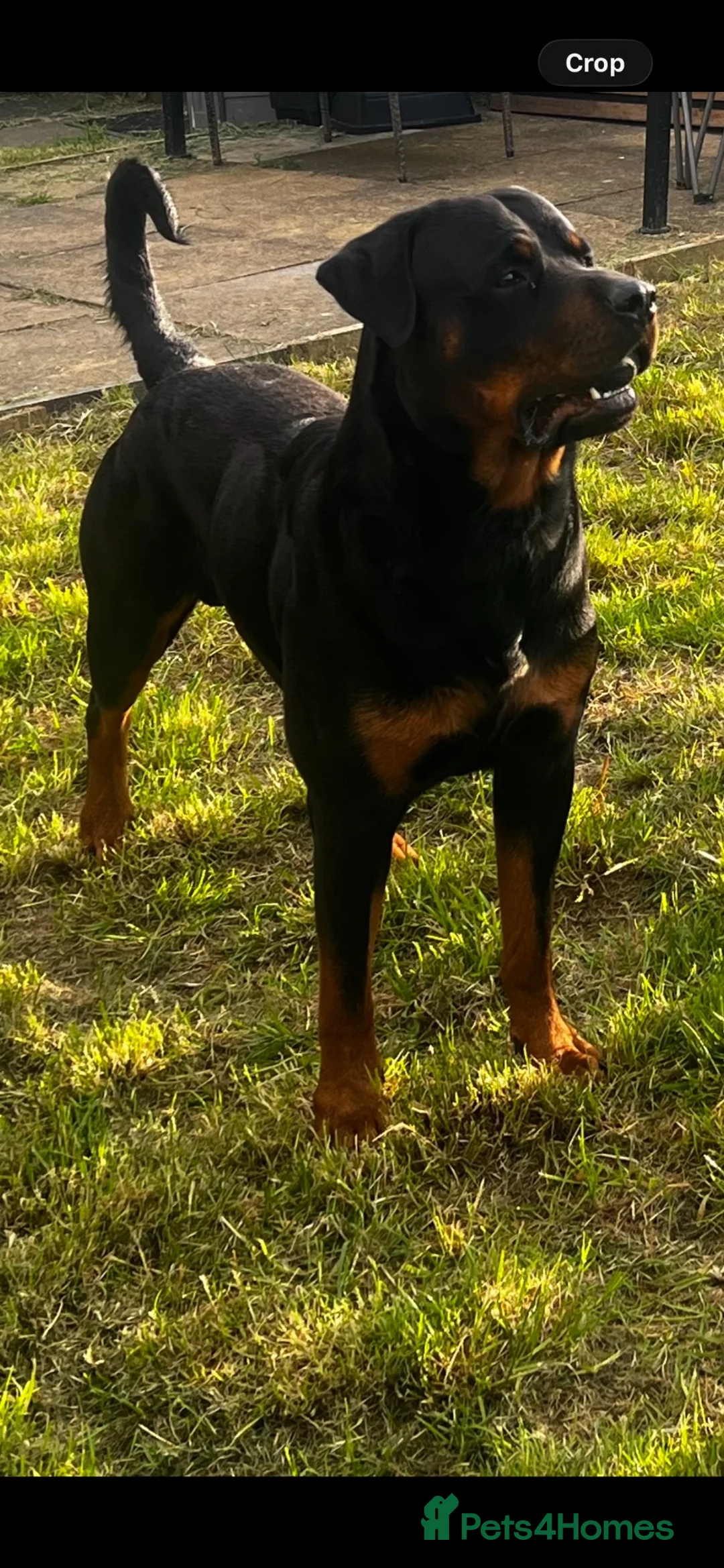 Rottweiler dogs for stud: Rottweiler stud  - Advert 6