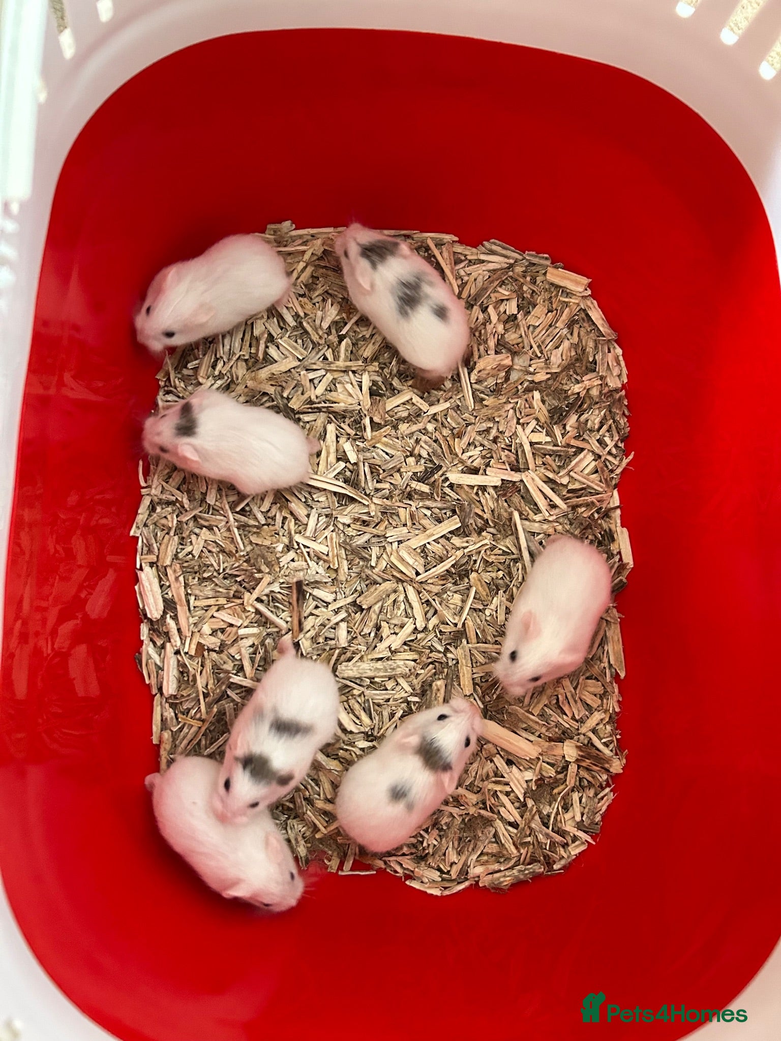 Hamster rodents for sale: Roborovski babies show winning parents - Advert 1