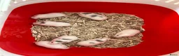 Hamster rodents for sale: Roborovski babies show winning parents - Advert 1