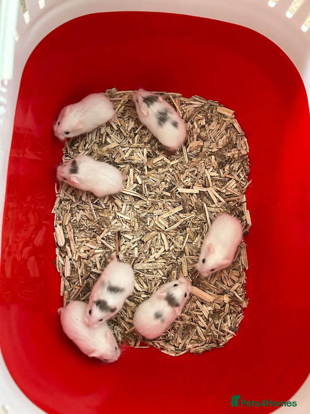 Hamster rodents for sale: Roborovski babies show winning parents - Advert 1