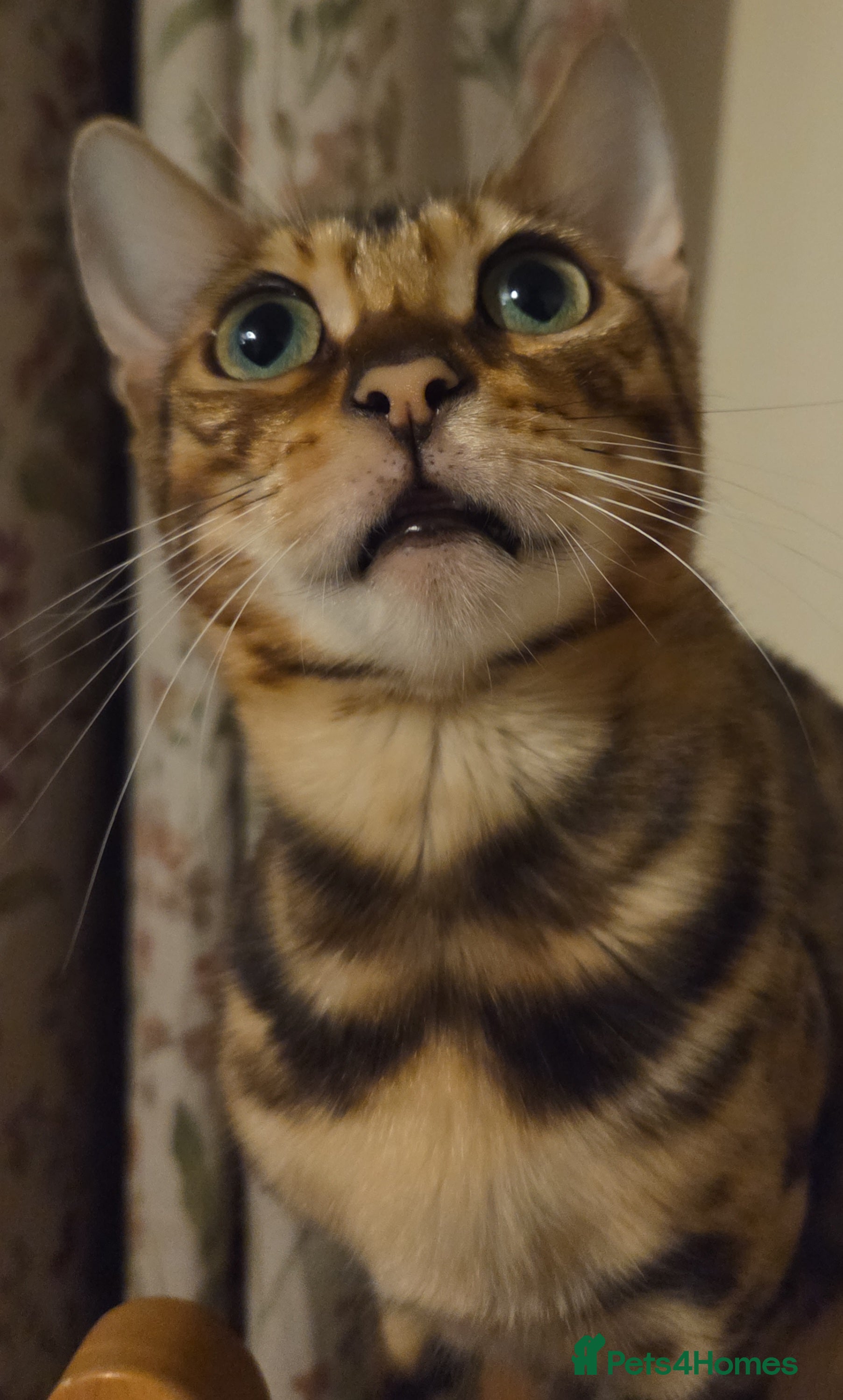 Bengal cats Tica reg bengal girl - Advert 7