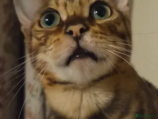 Bengal cats Tica reg bengal girl - Advert 7