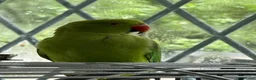 Ringnecks birds for sale: Two Beautiful Indian Ringnecks- READ DESCRIPTION  - Advert 10