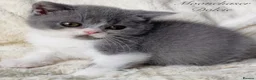 British Shorthair cats for sale: Gorgeous British Shorthairs Available - Registered - Advert 6