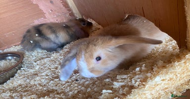 Mini Lop rabbits - Advert 1
