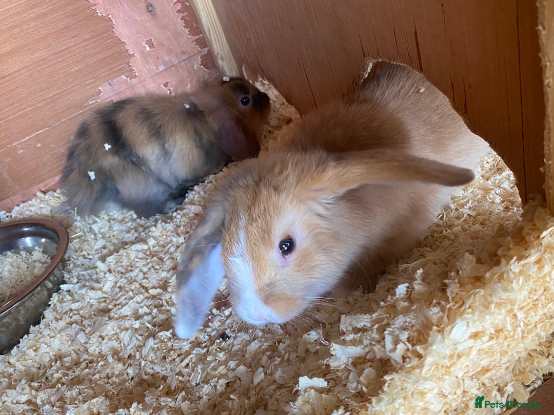 Mini Lop rabbits for sale: 3 beautiful mini lops(£60 each or £100 for two ) - Image 3