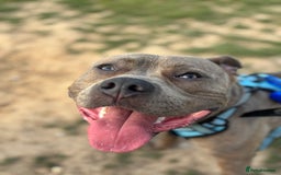 Staffordshire Bull Terrier dogs for sale:  Staffy - Image 1