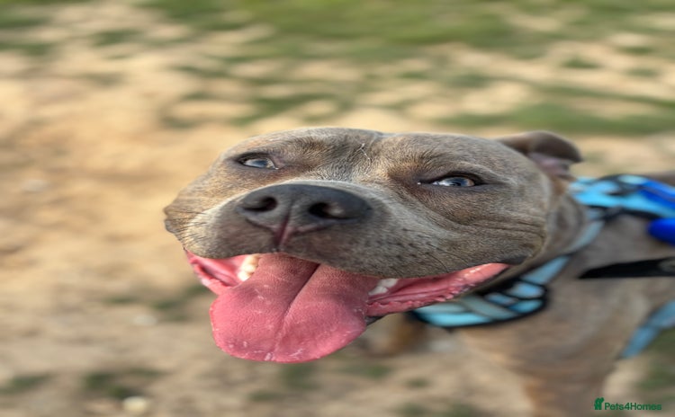 Staffordshire Bull Terrier dogs - Advert 7
