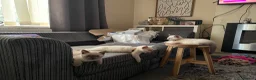 British Shorthair cats for sale: 💙 GCCF Blue Colourpoint BSH Kittens - Advert 3