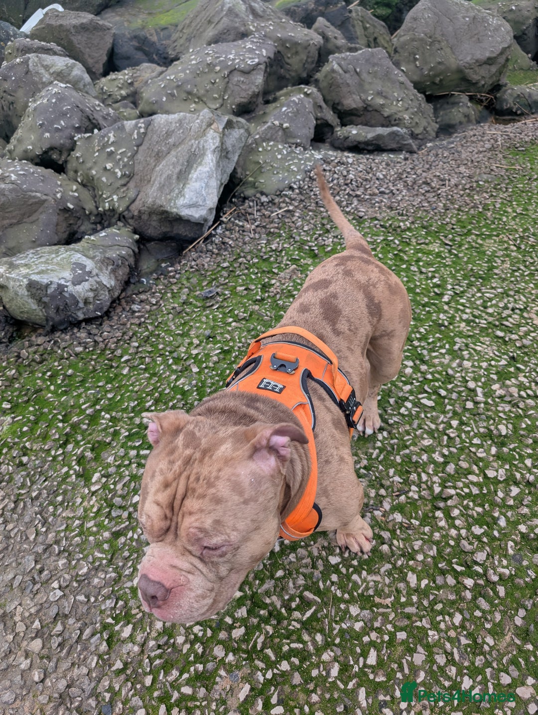 American Bully dogs for stud: Bruce  - Image 12