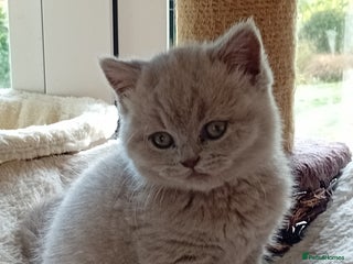 British Shorthair cats - Advert 4