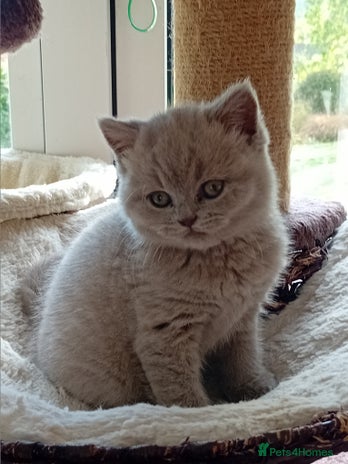 British Shorthair cats - Advert 4