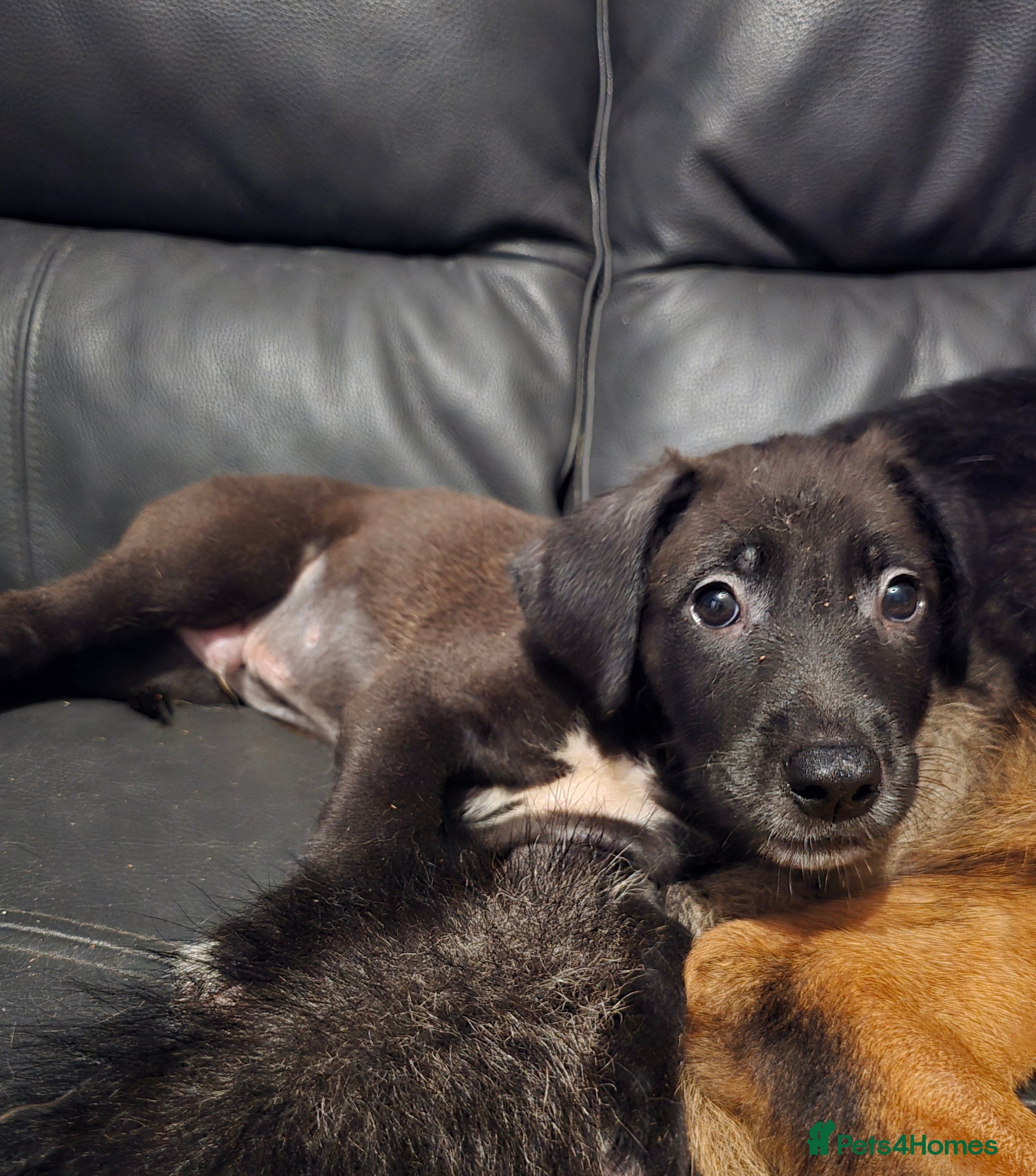 Mixed Breed dogs Tibetan Mastiff Crossbreed Pups - Advert 2