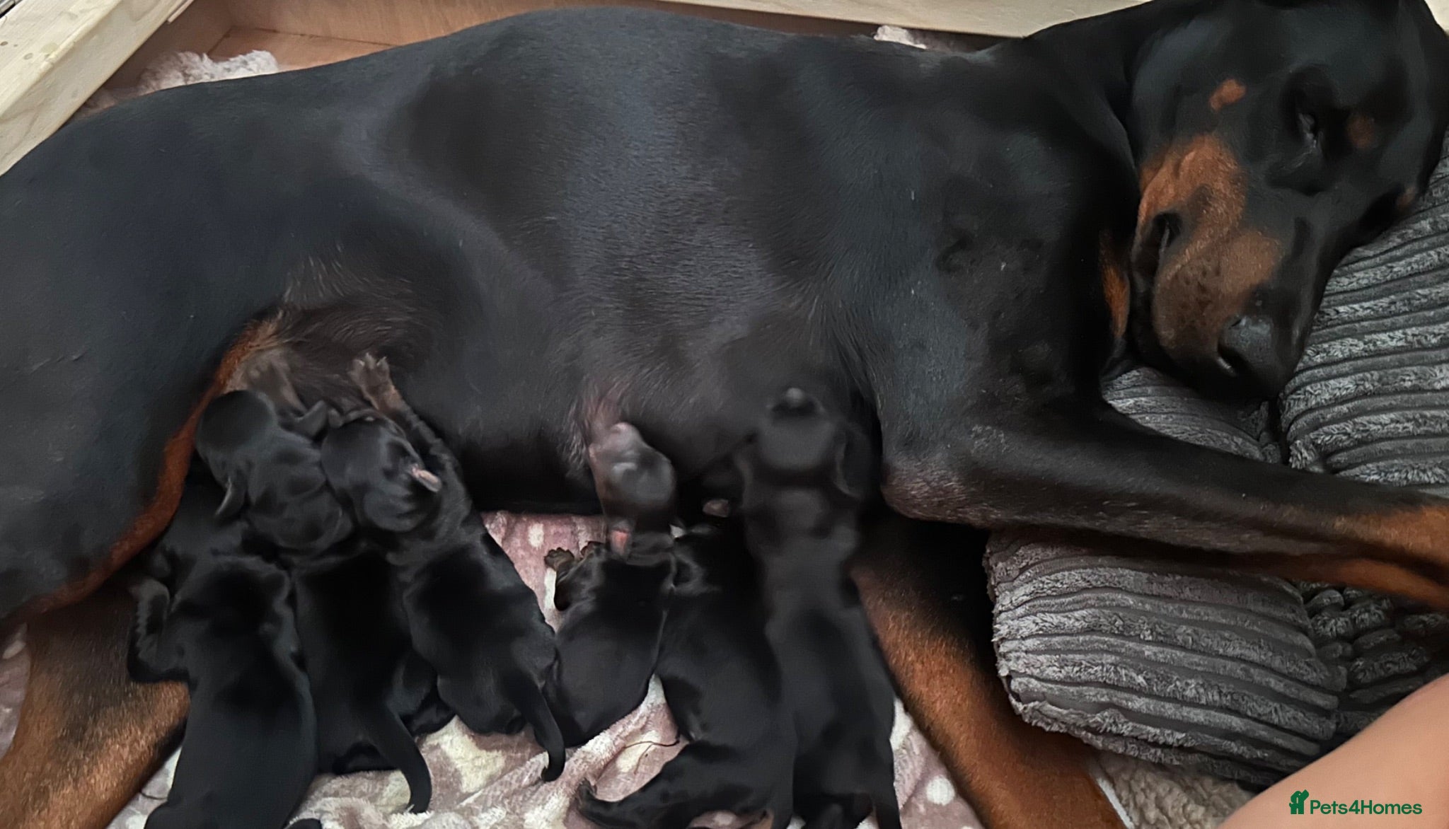 Dobermann dogs Champion Bloodline Doberman Puppies - Advert 1
