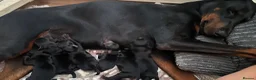 Dobermann dogs for sale: Champion Bloodline Doberman Puppies - Advert 1