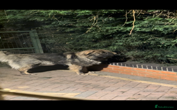 Mixed Breed dogs for sale: F1 Caucasian shepherd X American Akita  - Image 9