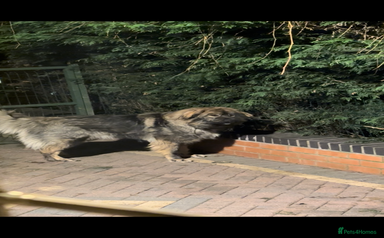 Mixed Breed dogs - Advert 1