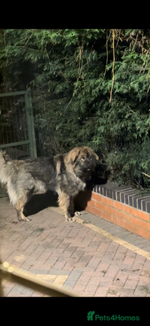 Mixed Breed dogs - Advert 1