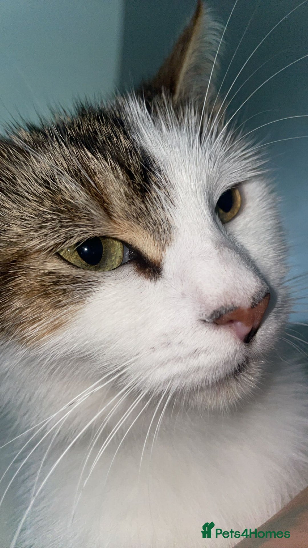 Mixed Breed cats for sale: Kittens  - Image 6