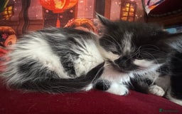 Mixed Breed cats for sale: Long haired girl fluffy Kittens  - Image 3