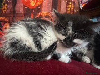 Mixed Breed cats - Advert 2