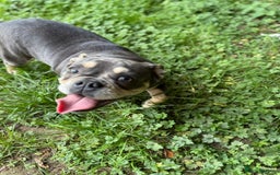English Bulldog dogs for sale: Bulldog lilac female - Image 3