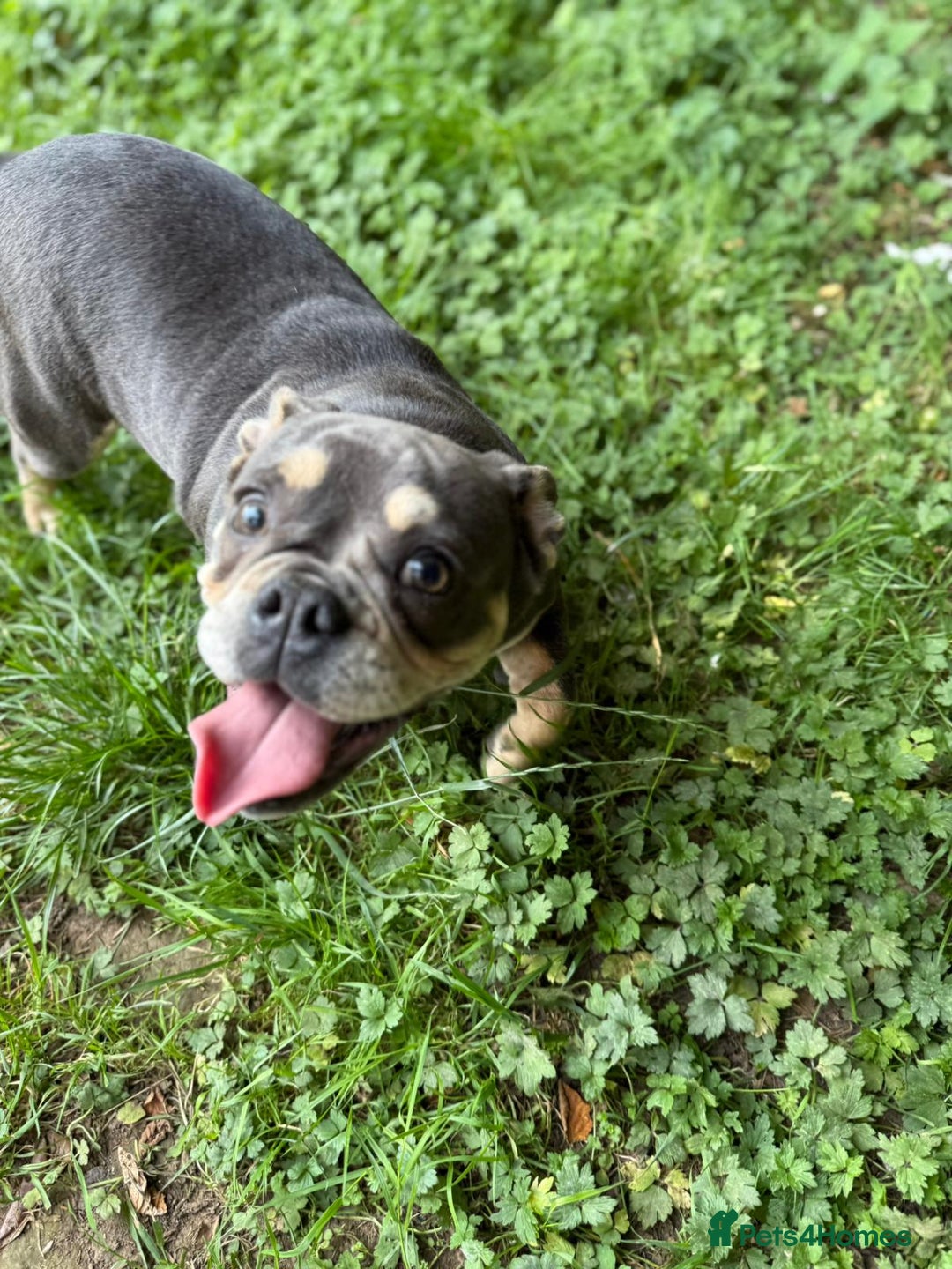 English Bulldog dogs for sale: Bulldog lilac female - Image 3