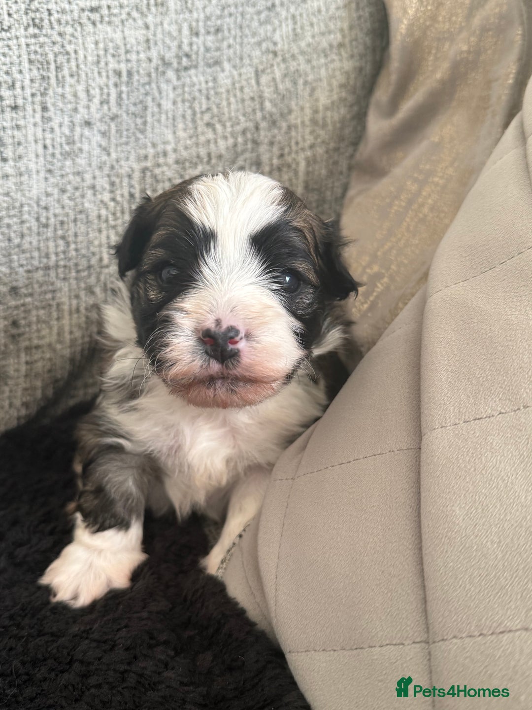 Havanese dogs for sale: Adorable Havanese Puppies for sale - Advert 4
