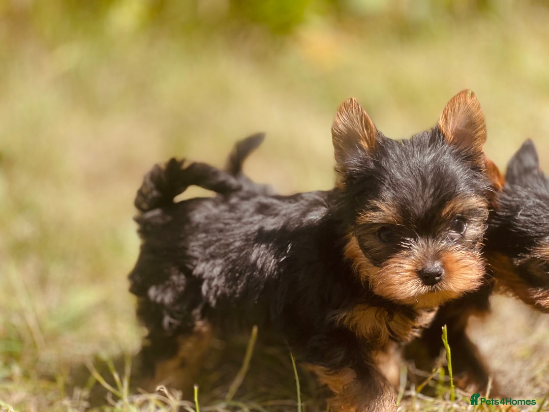 Yorkshire Terrier dogs for sale: QUALITY TRUE TEACUP YORKIES - Image 13