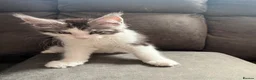 Maine Coon cats for sale: Xl Maine coon kittens health tested parents Tica R - Advert 6