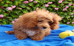 Toy Poodle dogs for sale: STUNNING TOY POODLES KC REG HEALTH TESTED  - Image 2