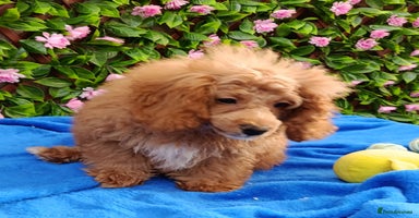 Toy Poodle dogs - Advert 7