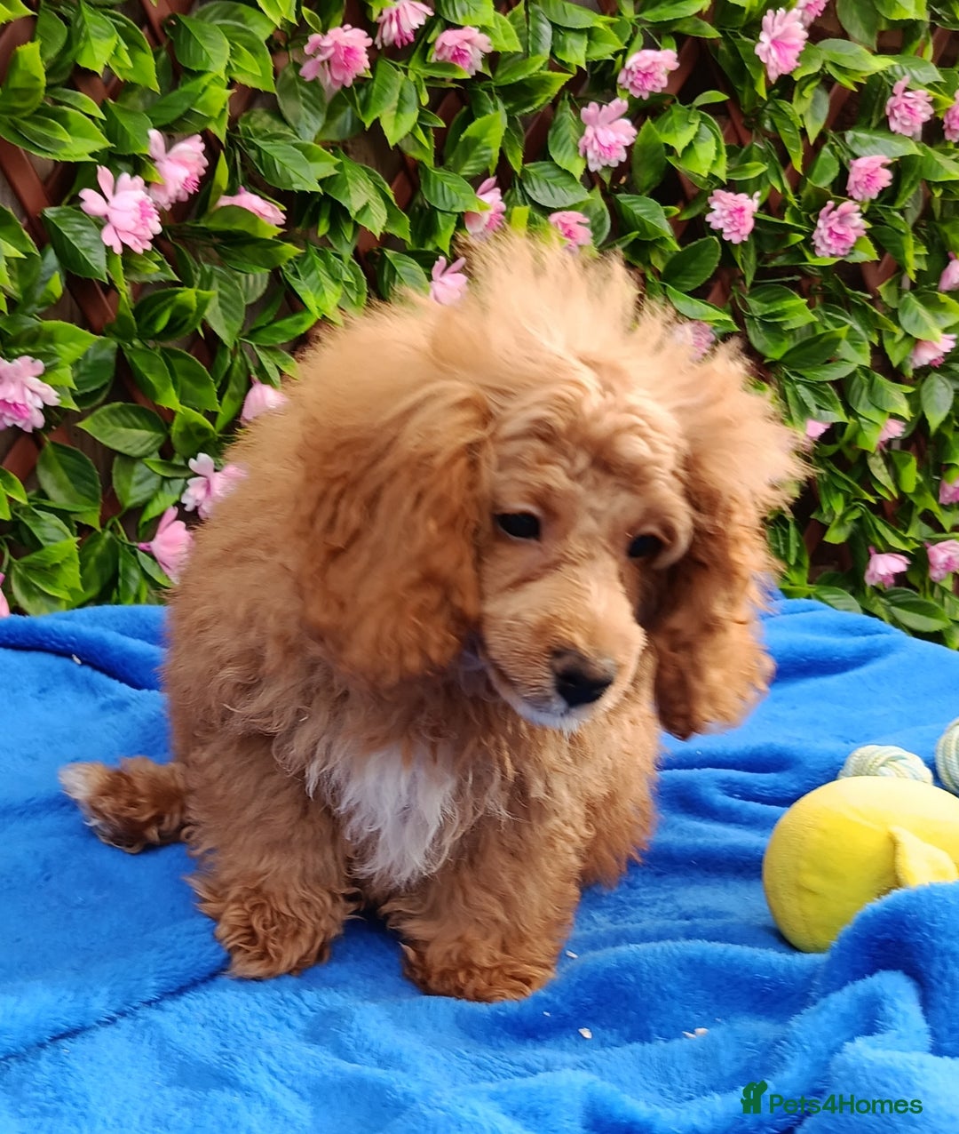 Toy Poodle dogs for sale: STUNNING TOY POODLES KC REG HEALTH TESTED  - Image 2