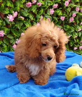 Toy Poodle dogs - Advert 7