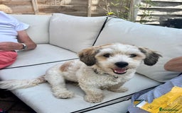 Mixed Breed dogs for adoption: Felipe  - Image 4