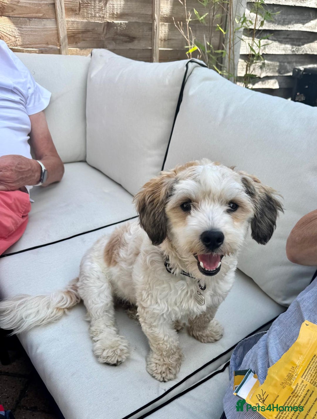 Mixed Breed dogs for adoption: Felipe  - Image 4