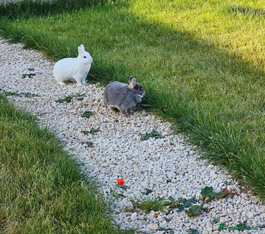 Netherland Dwarf rabbits for sale: 4 x Nethies and set up - read full ad - Advert 3